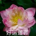 佛系莲花头像
